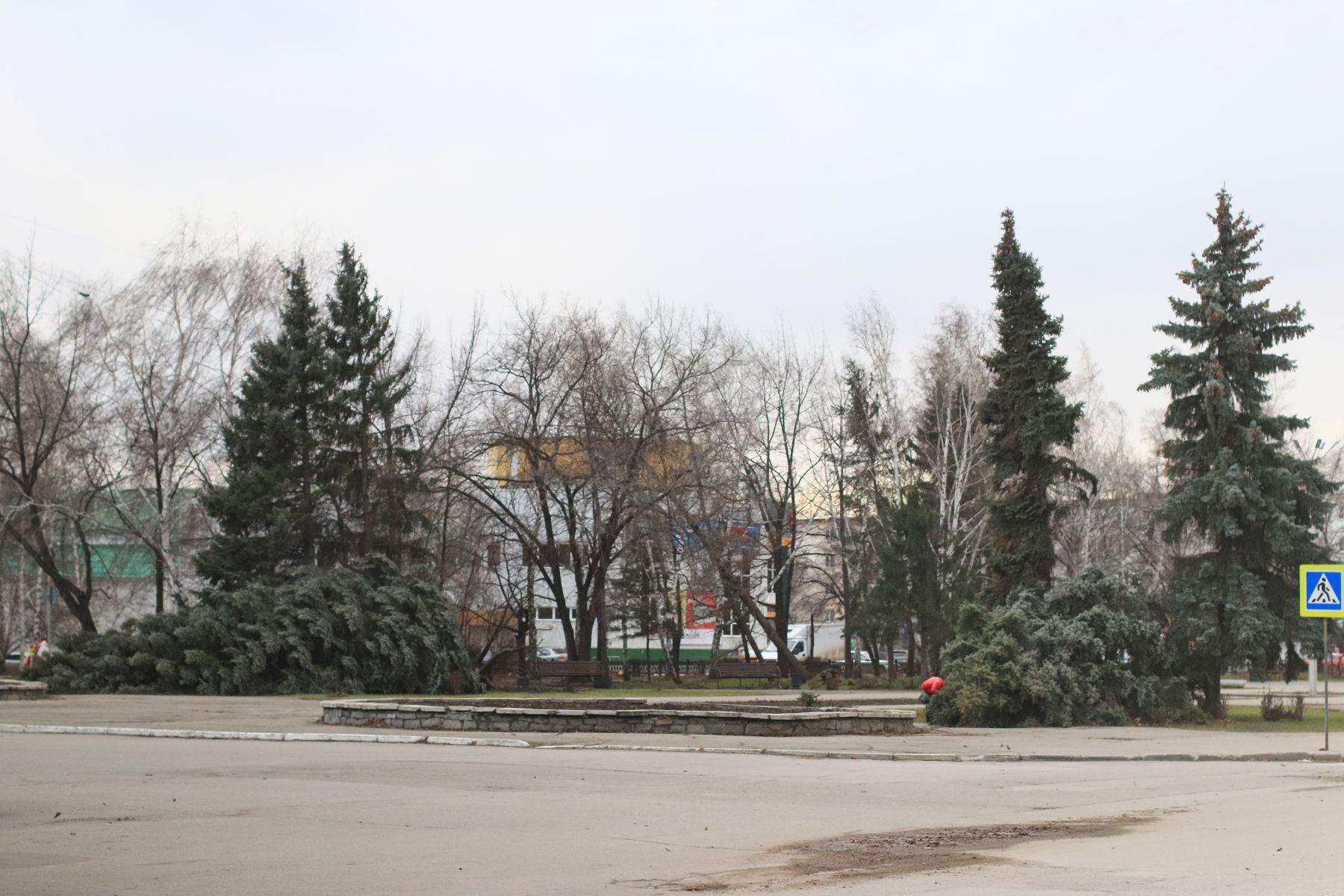 Ели на Петровском бульваре. 