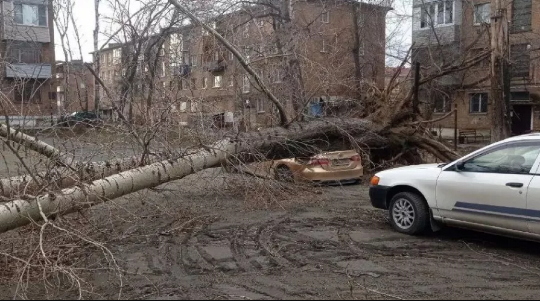 Дерево упало на автомобиль.