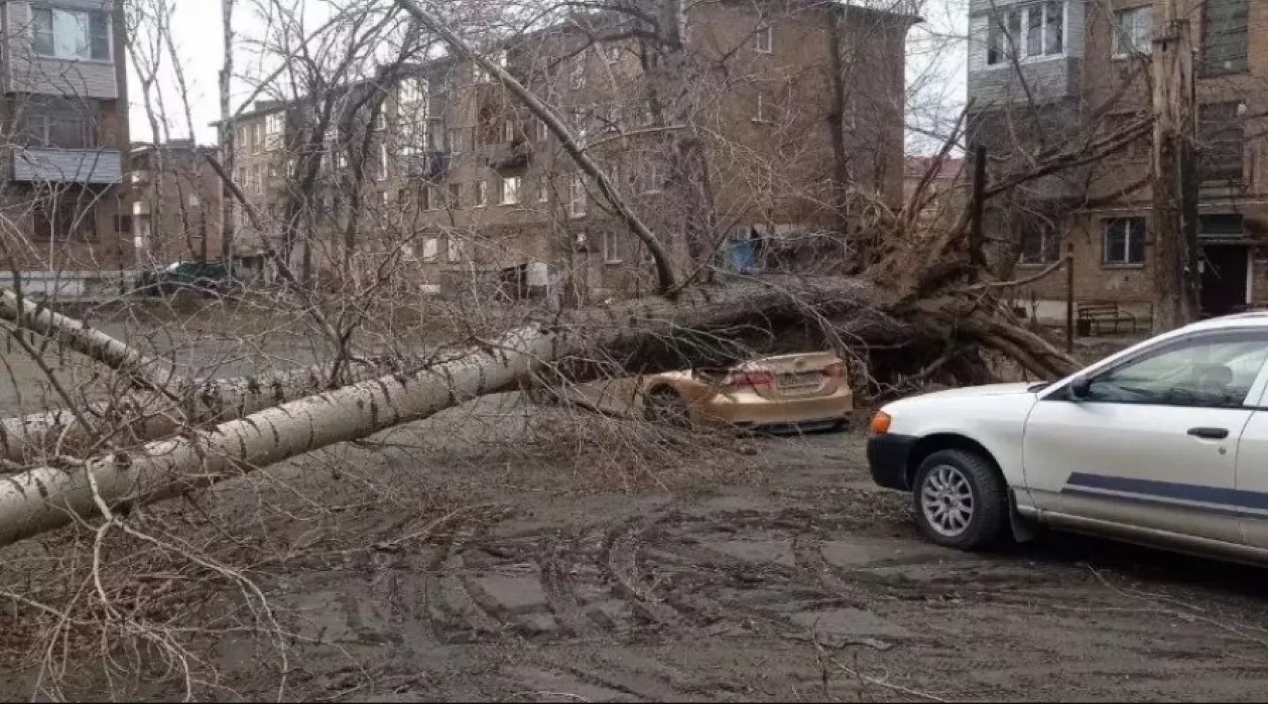 Дерево упало на автомобиль.