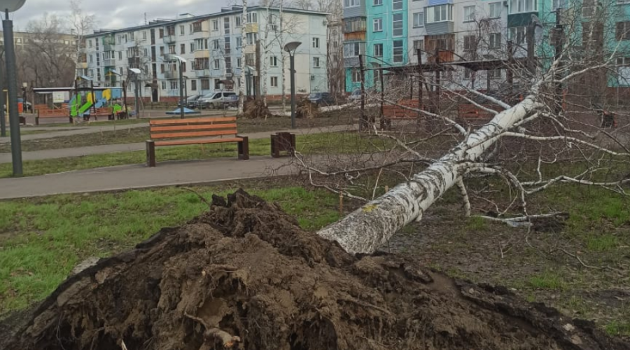 Ураган в великом новгороде сегодня. Ураган в Ростове Великом. Новокузнецк последствия урагана 19.11.23 на машину упало дерево. Завтра в Москве ураган.