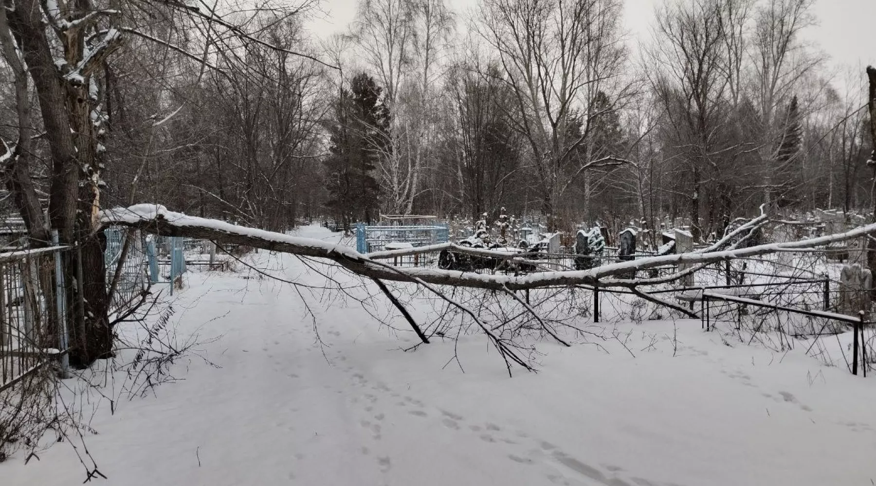 Кладбище. Упавшее дерево.