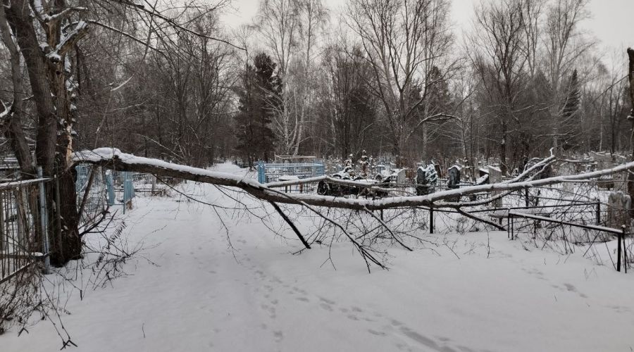 Упало дерево на кладбище кто должен убирать