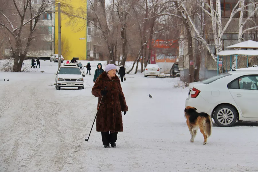 Выставка собак бийск