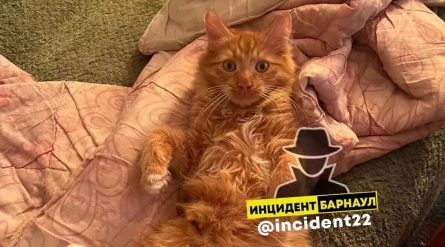 В Барнауле освободили кота-&quot;заложника&quot;