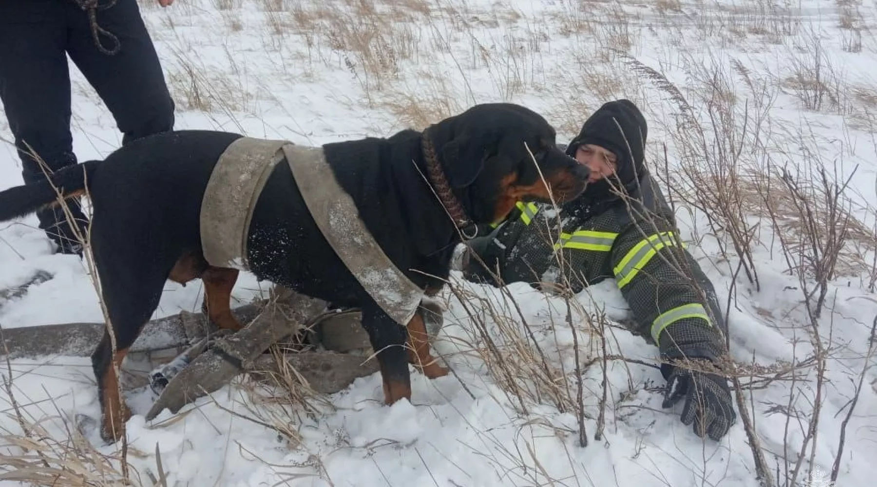 В Алтайском крае пожарные спасли собаку, упавшую в водопроводный колодец
