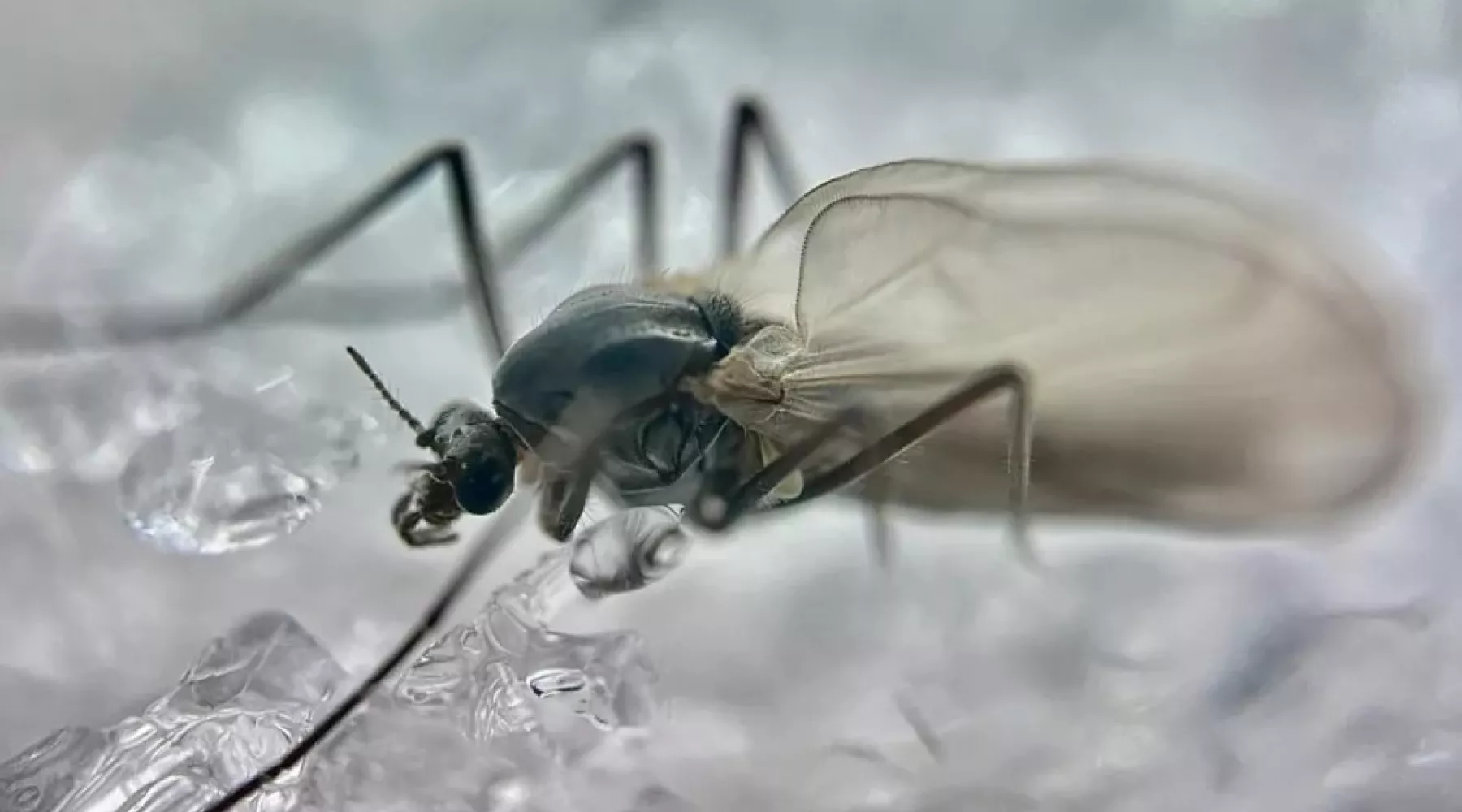 В заповеднике на территории Горного Алтая проснулись зимние комары