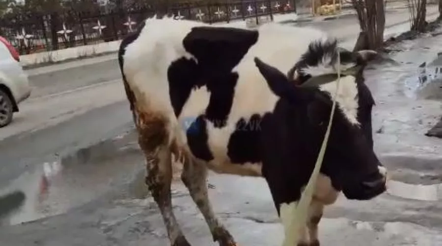 Корова в Бийске. 