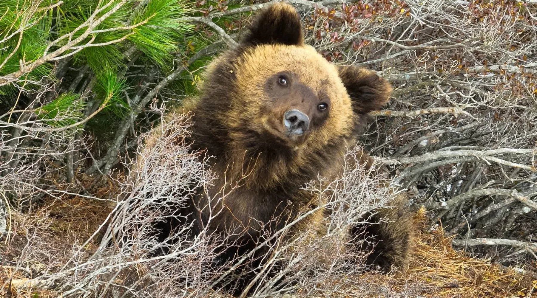 В Алтайском заповеднике вышли из спячки медведи