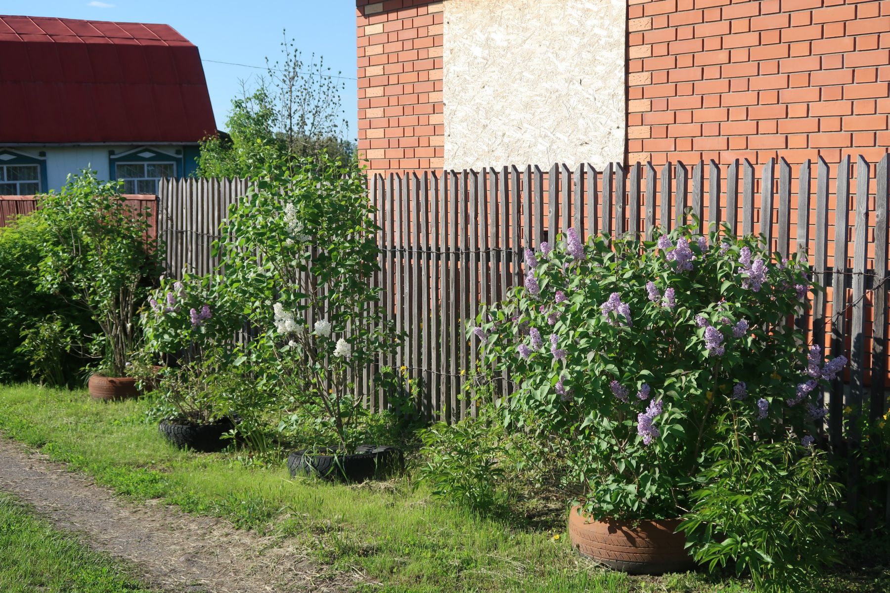 Кусты. Зелень.