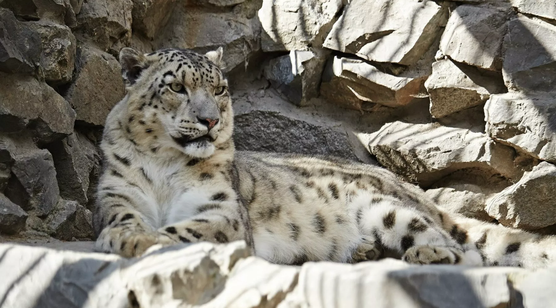 Туристов и гостей на въезде в Республику Алтай будет встречать снежный барс