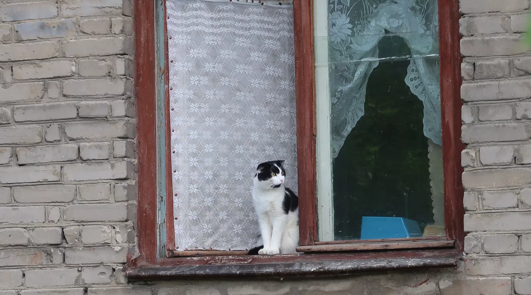 Кот. Погода. Лето. 