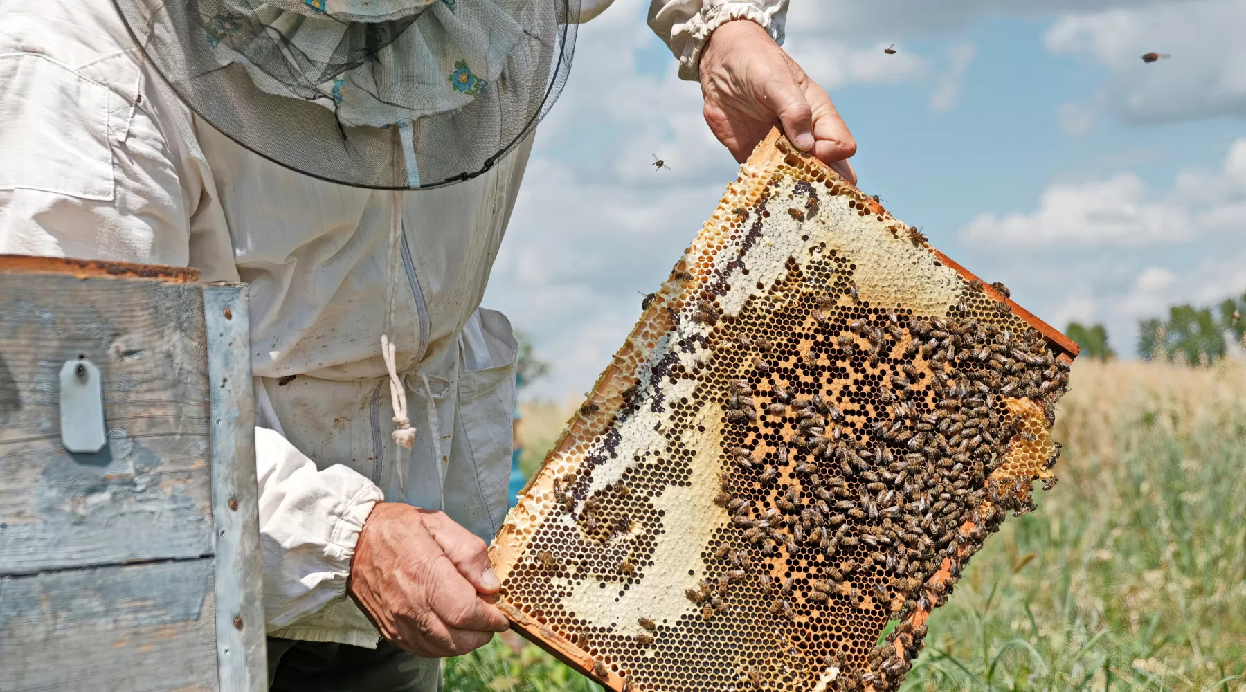 Пчеловодство.