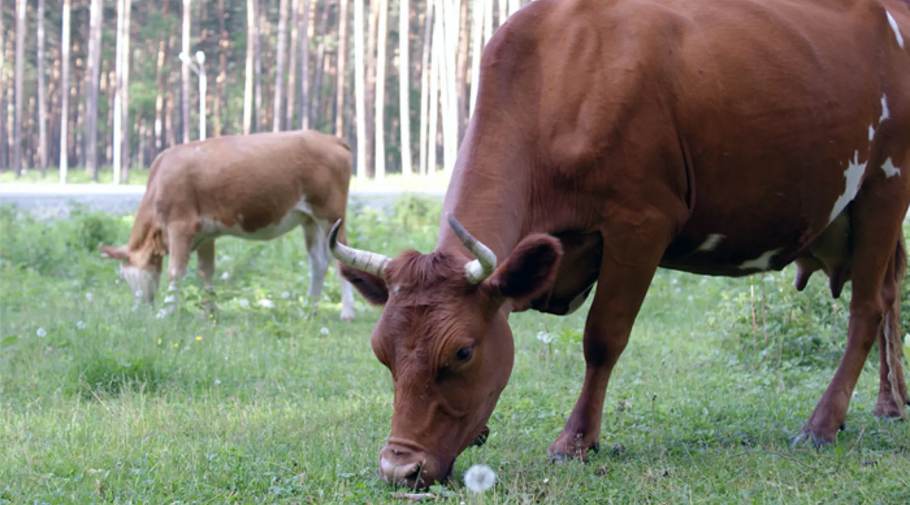 Объем производства сельхозпродукции вырос в Алтайском крае