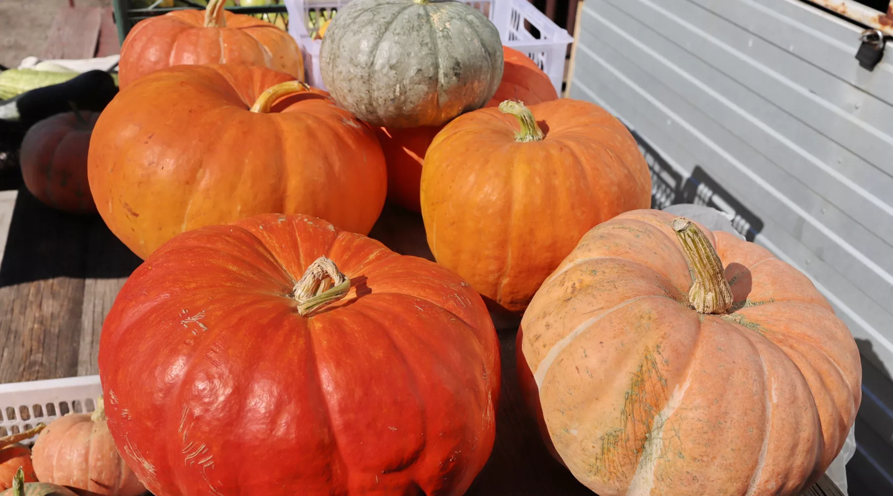 Тыква. Рынок