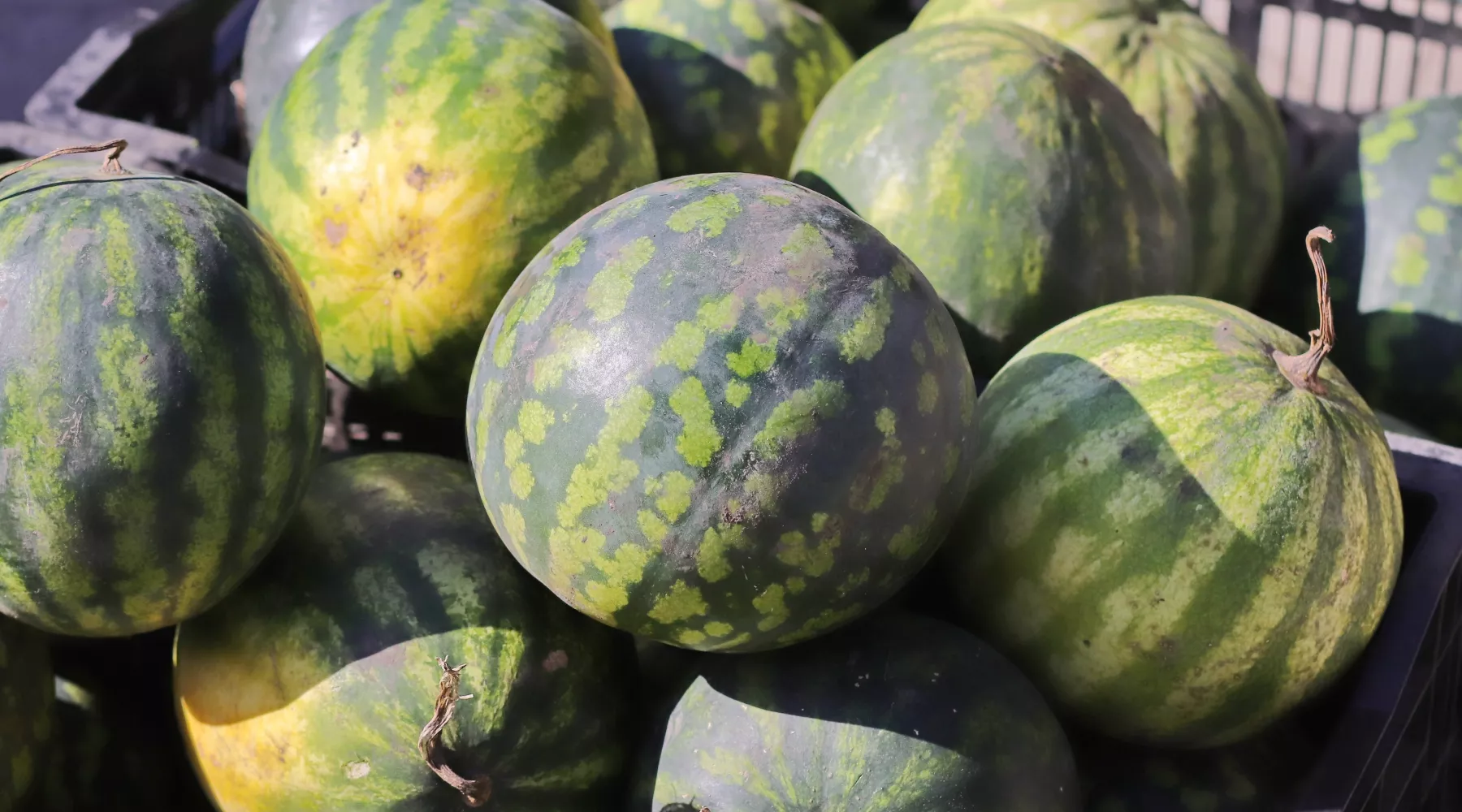 Арбузы. Рынок