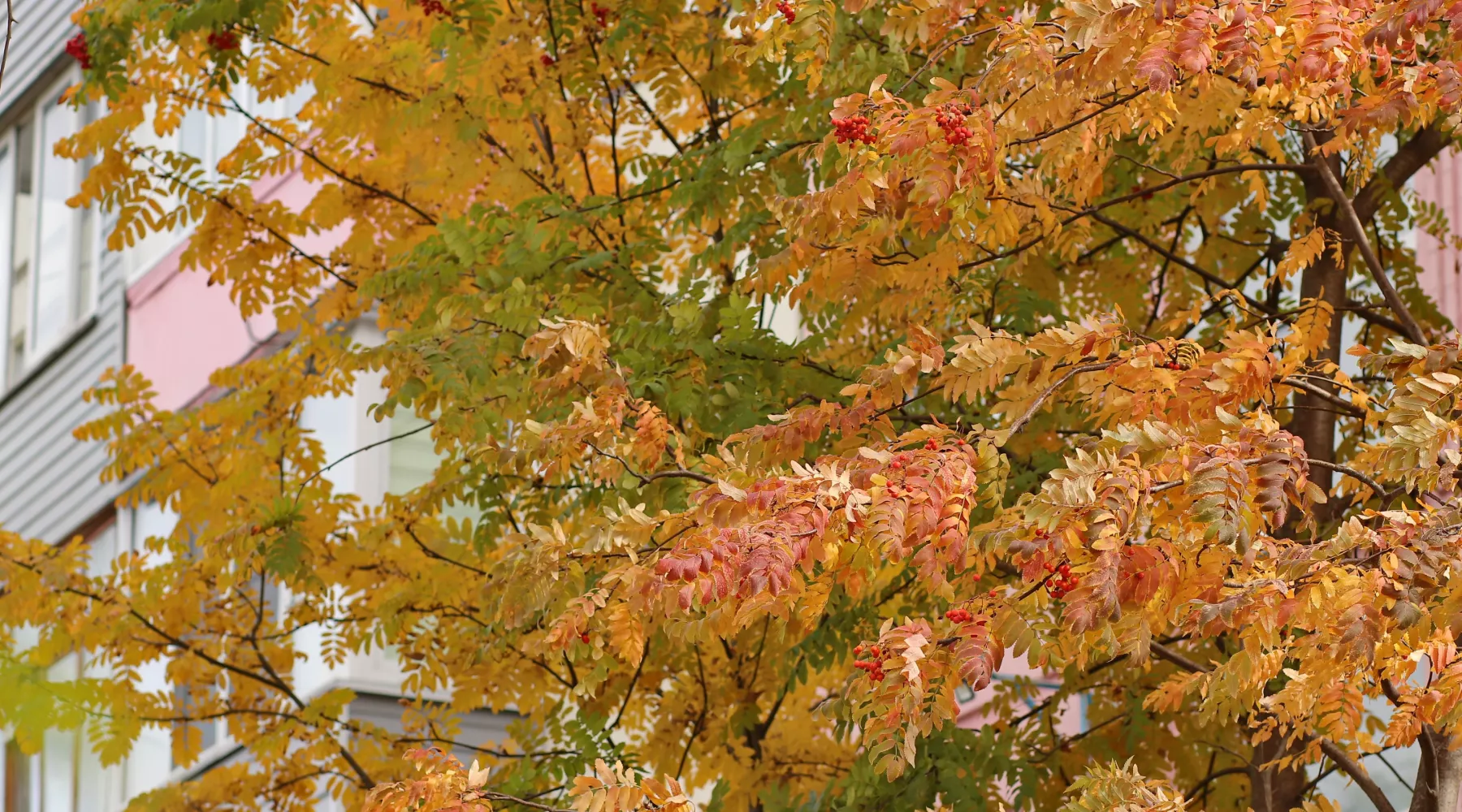 Осень. Люди. Город. 