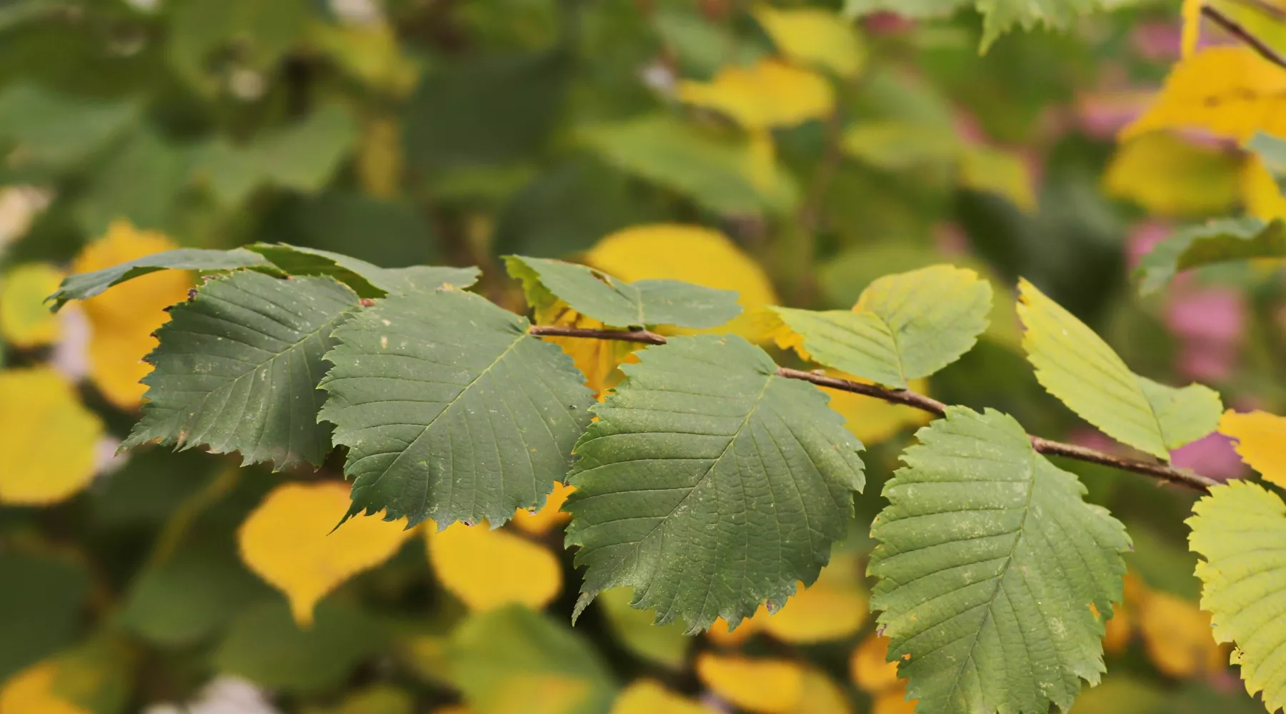 Осень. Люди. Город. 