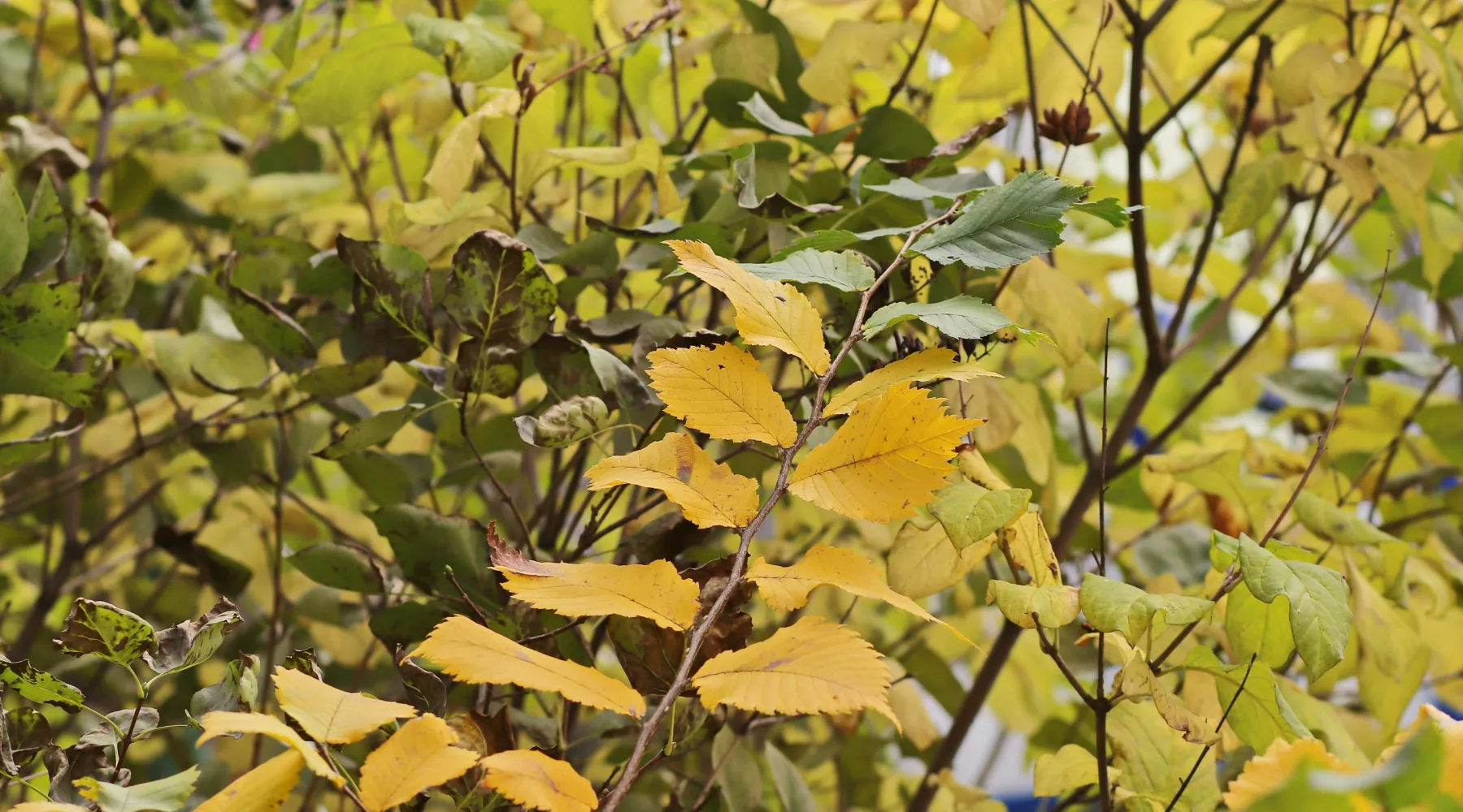 Осень. Люди. Город. 