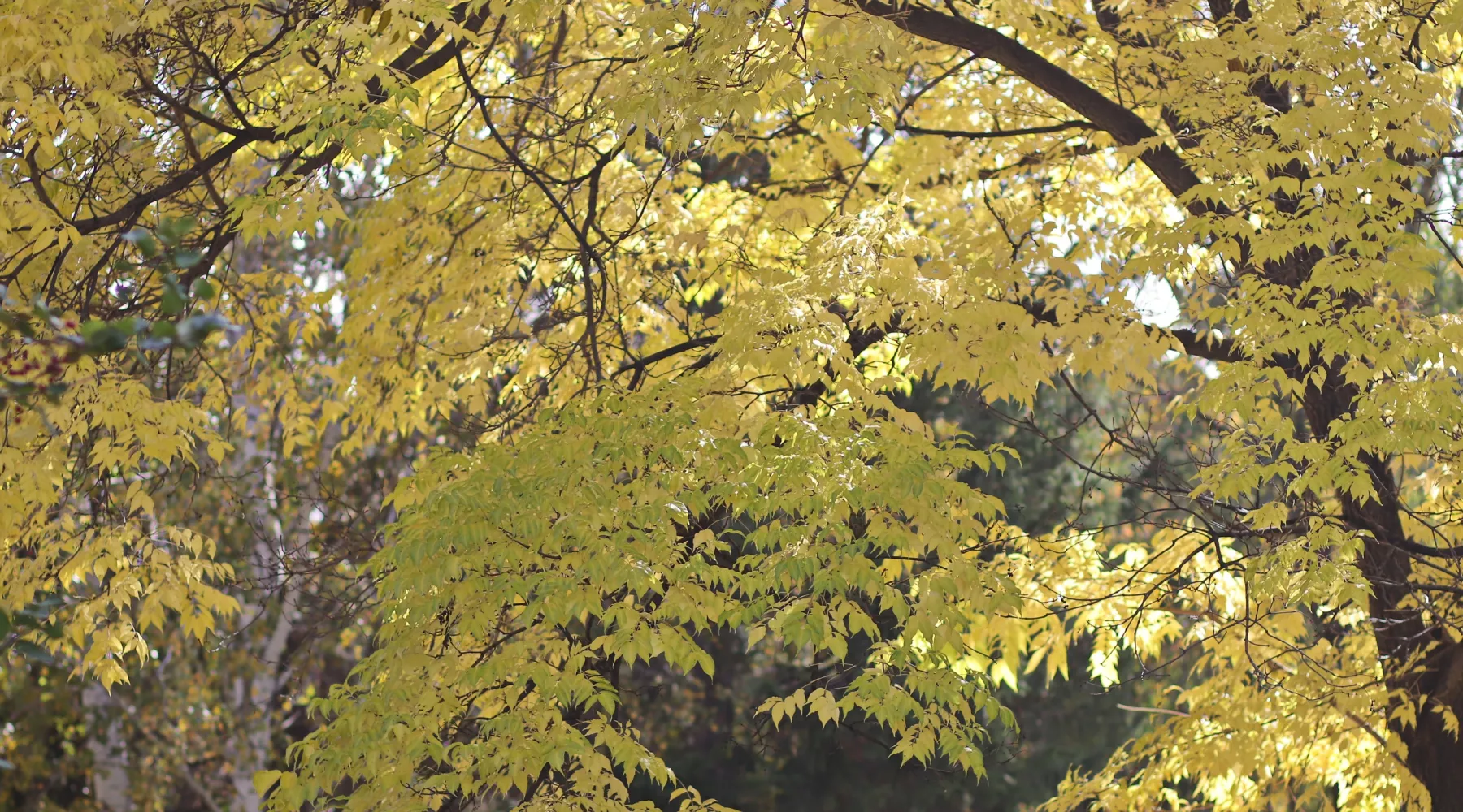 Осень. Люди. Город. 