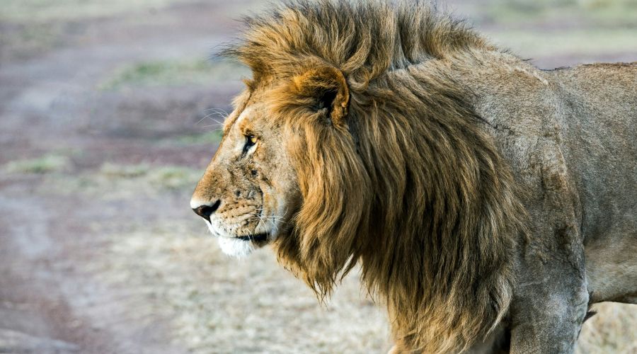 Управляющую крымским сафари-парком «Тайган» растерзали львы