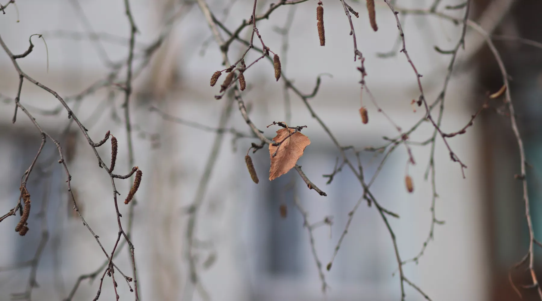 Осень. Лист.