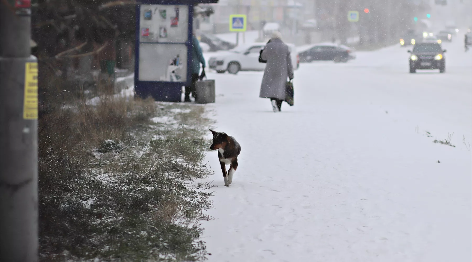 Зима. Собака.