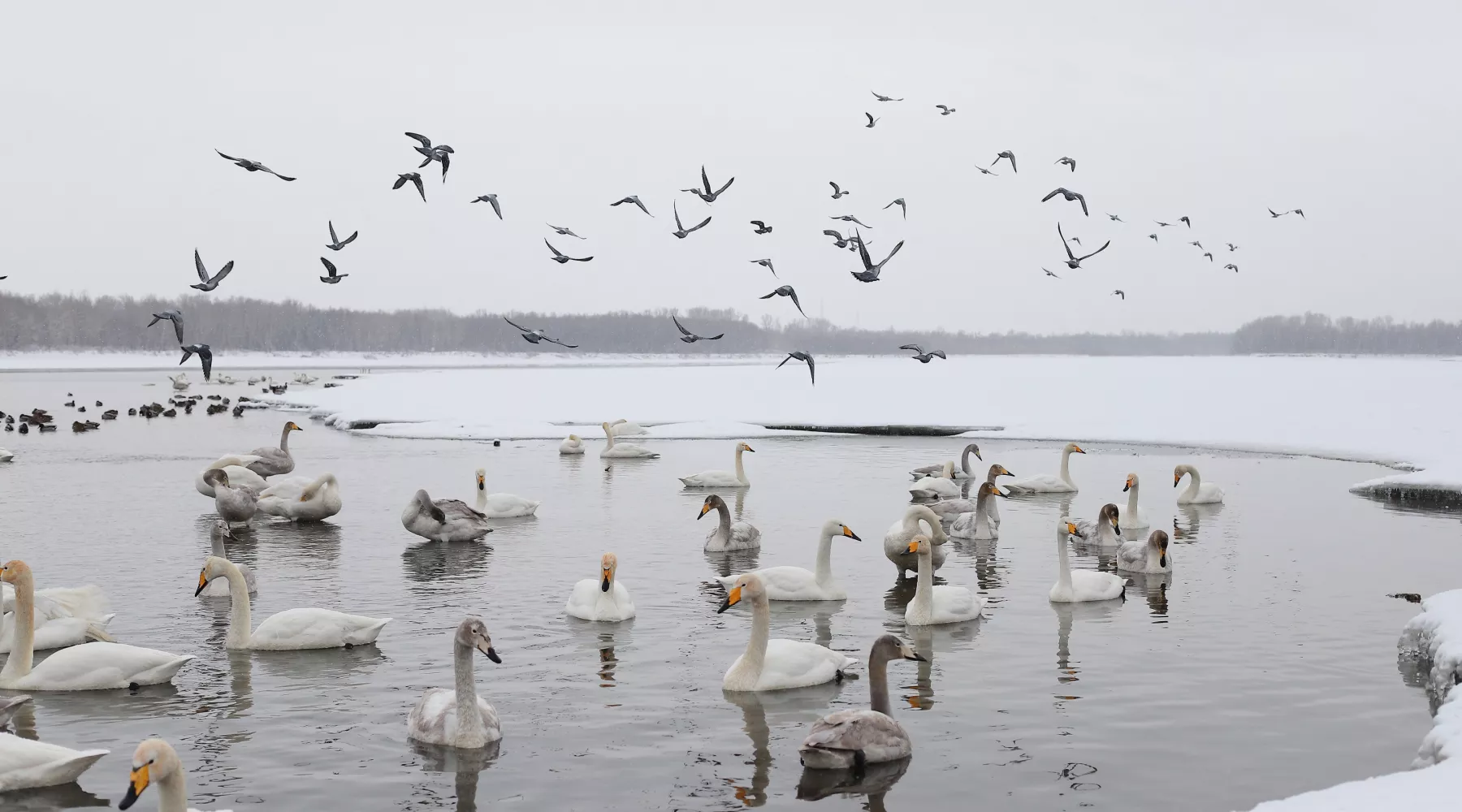 Лебеди. Поселок Молодежный. 